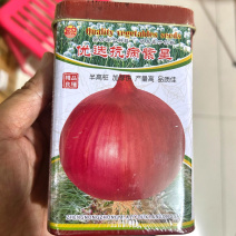 优选抗病紫星洋葱种子半高柱中早熟洋葱种子大田基地种植