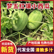小糖丸西瓜梦五红壤小西瓜质量三包品质保障对接全国