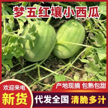 小糖丸西瓜梦五红壤小西瓜质量三包品质保障对接全国
