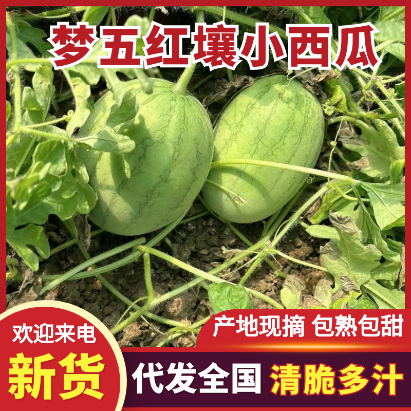 小糖丸西瓜梦五红壤小西瓜质量三包品质保障对接全国