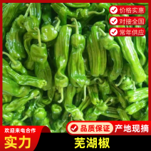 （推荐）芜湖椒江苏鲜辣椒坏烂包赔品质保障量大从优