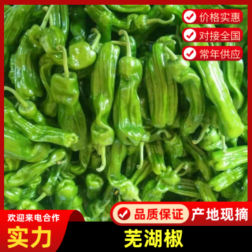 (推荐)芜湖椒江苏鲜辣椒坏烂包赔品质保障量大从优