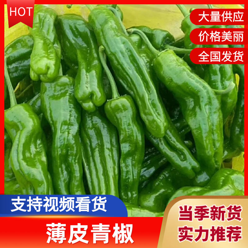 （推荐）薄皮椒江苏鲜辣椒产地直发品质保障量大优惠