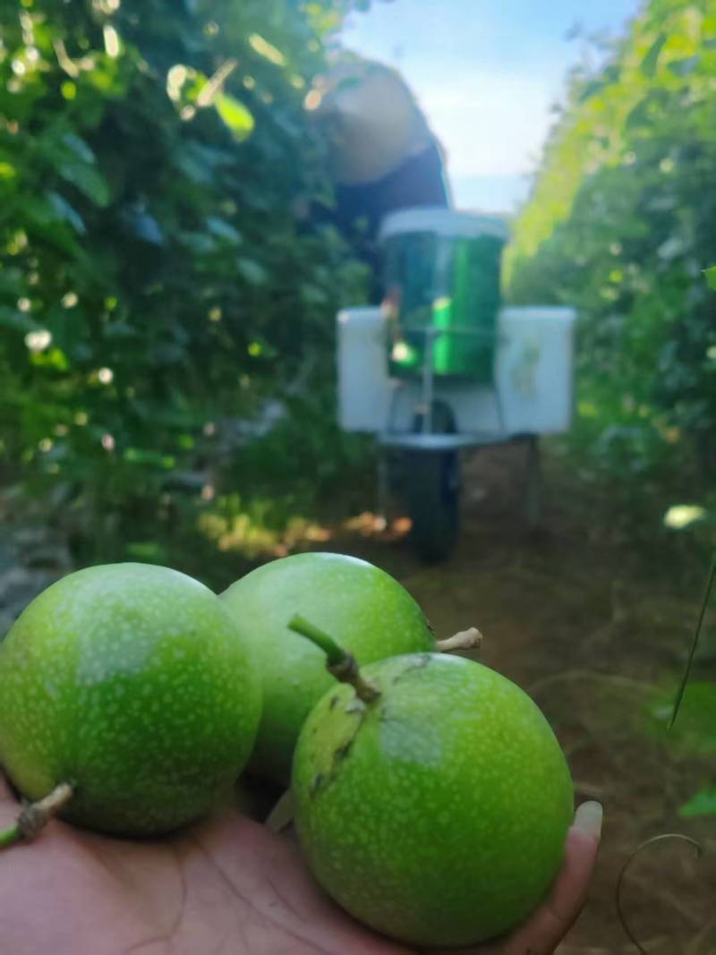 钦蜜九号黄金百香果/产地直发/大量有货，欢迎来电话咨询