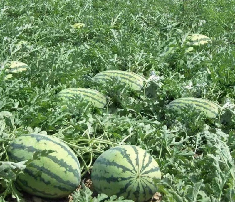 精品硒砂瓜基地直销量大质优价格优惠一手货源欢迎咨询