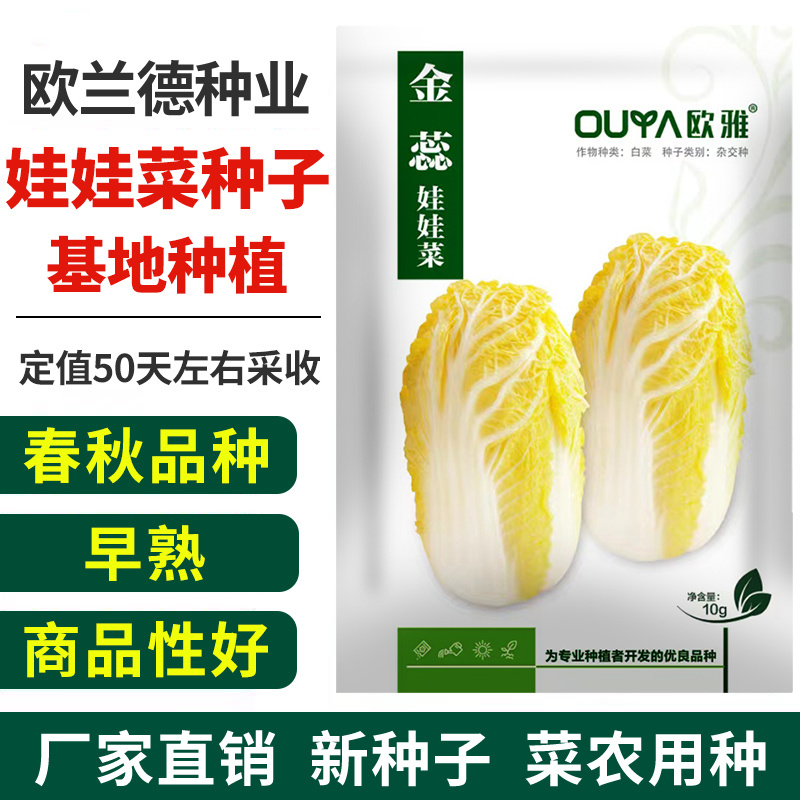 娃娃菜种子早熟黄心小白菜种籽菜籽杂交种易种春秋播种蔬菜种