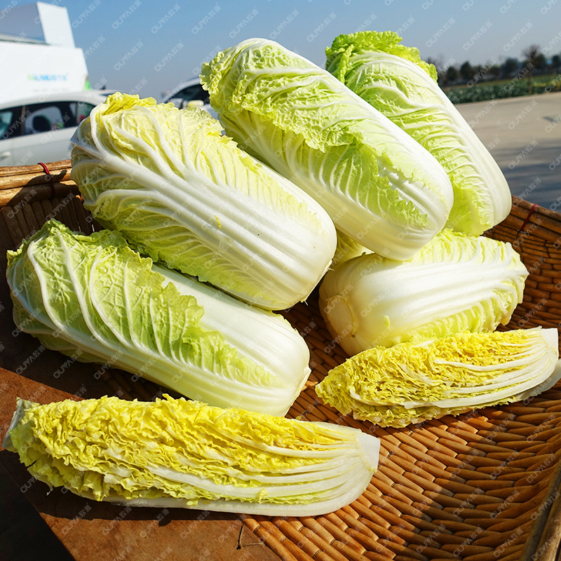 娃娃菜种子早熟黄心小白菜种籽菜籽杂交种易种春秋播种蔬菜种