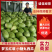 【精选】梦五红壤小西瓜小糖丸西瓜沭阳县西瓜质量三包
