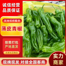 【精选】薄皮椒江苏鲜辣椒沭阳县薄皮椒货源充足质量好