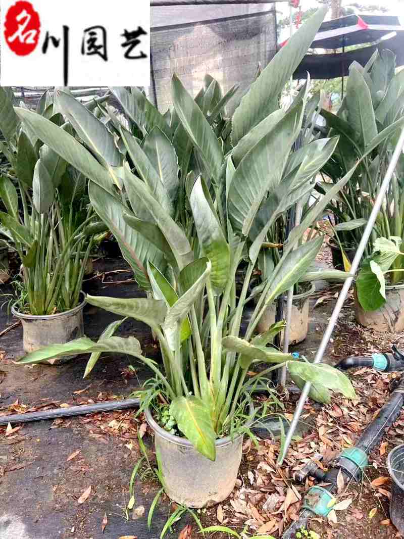 鹤望兰绿植批发室内大型盆景租摆绿植成都鹤望兰基地直供
