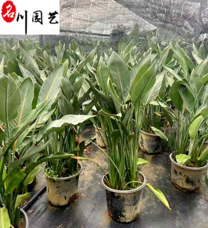 鹤望兰绿植批发室内大型盆景租摆绿植成都鹤望兰基地直供