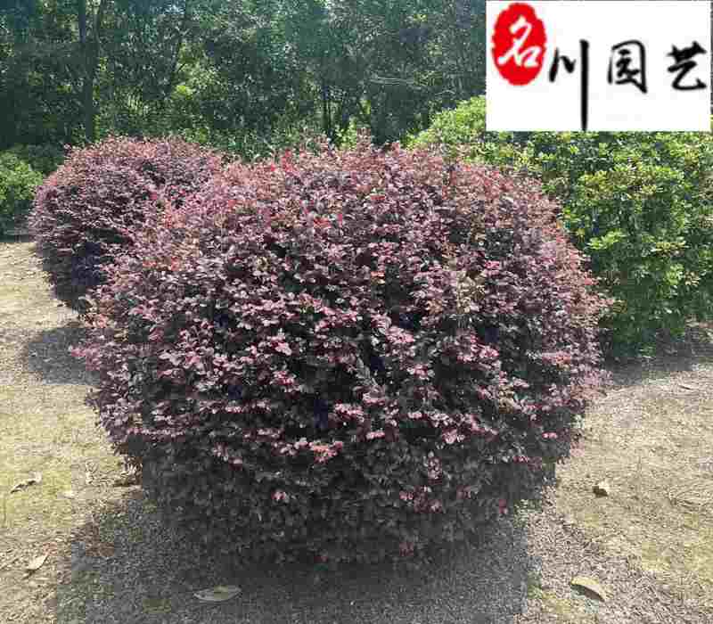 四川红继木球基地批发80-200公分红继木球价格