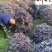 四川红继木球基地批发80-200公分红继木球价格