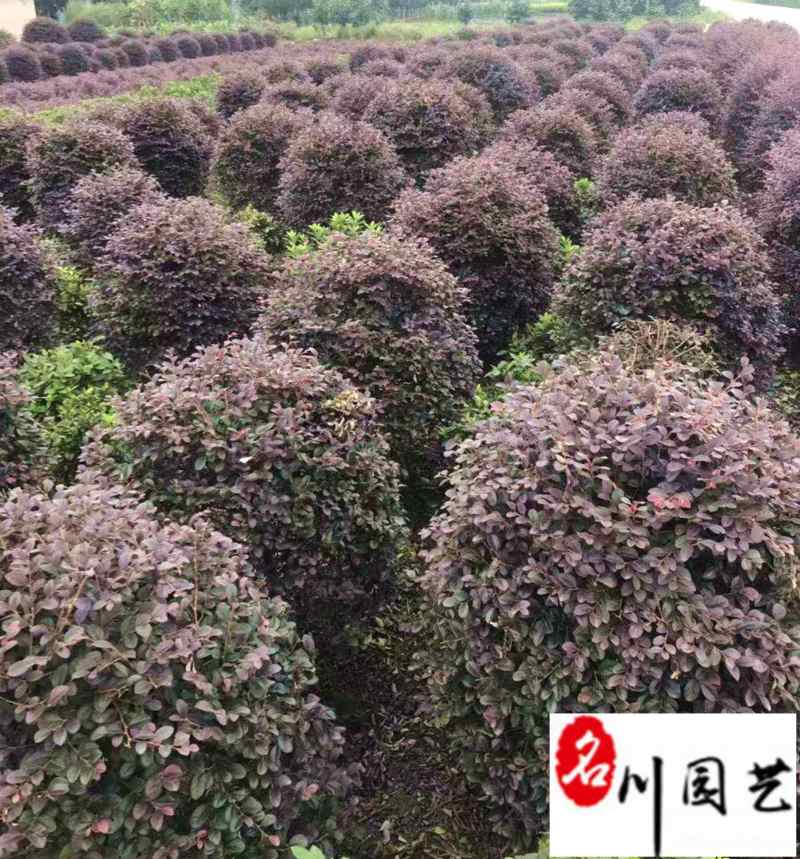 四川红继木球基地批发80-200公分红继木球价格
