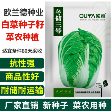 欧兰德白菜种子耐热黄心白菜种子大白菜种子籽秋黄大白菜种子
