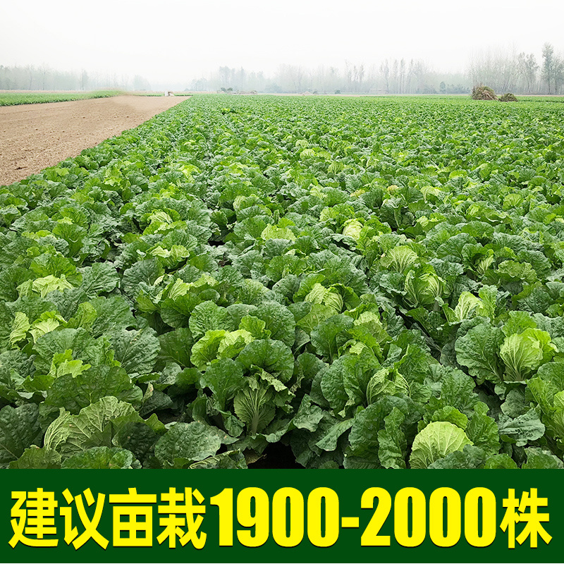 欧兰德白菜种子耐热黄心白菜种子大白菜种子籽秋黄大白菜种子