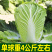 欧兰德白菜种子耐热黄心白菜种子大白菜种子籽秋黄大白菜种子