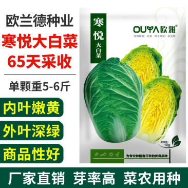 早熟大白菜种子黄心黄芯大白菜种子抗性强春秋两用65天采收