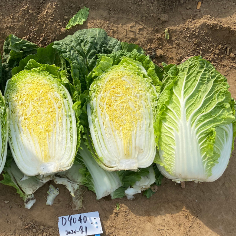 早熟大白菜种子黄心黄芯大白菜种子抗性强春秋两用65天采收