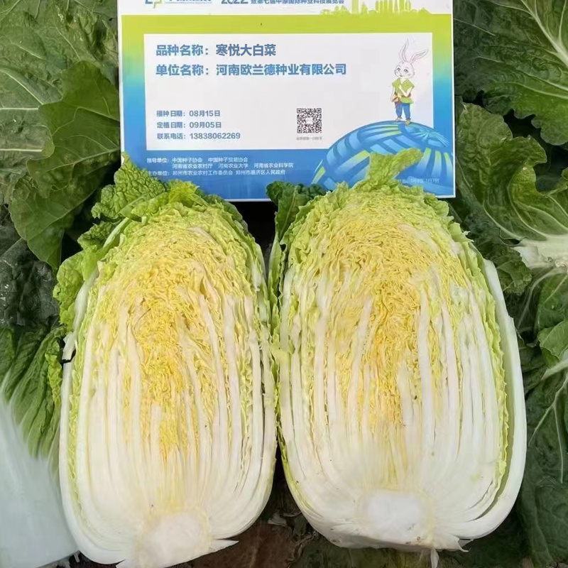早熟大白菜种子黄心黄芯大白菜种子抗性强春秋两用65天采收