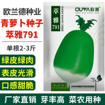原装791罐萝卜种子秋播青萝卜种籽蔬菜种青皮绿肉萝卜籽庭