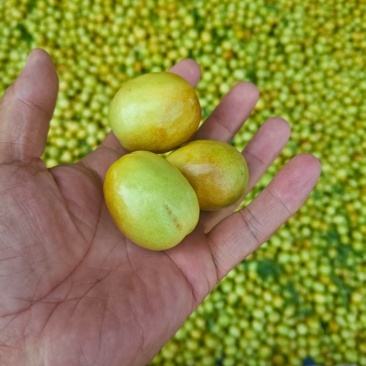 【早脆王】婆枣山东沾化基地直供一手货源质量保证全国发货