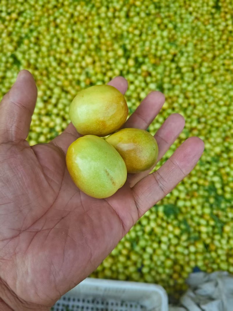 【早脆王】婆枣山东沾化基地直供一手货源质量保证全国发货