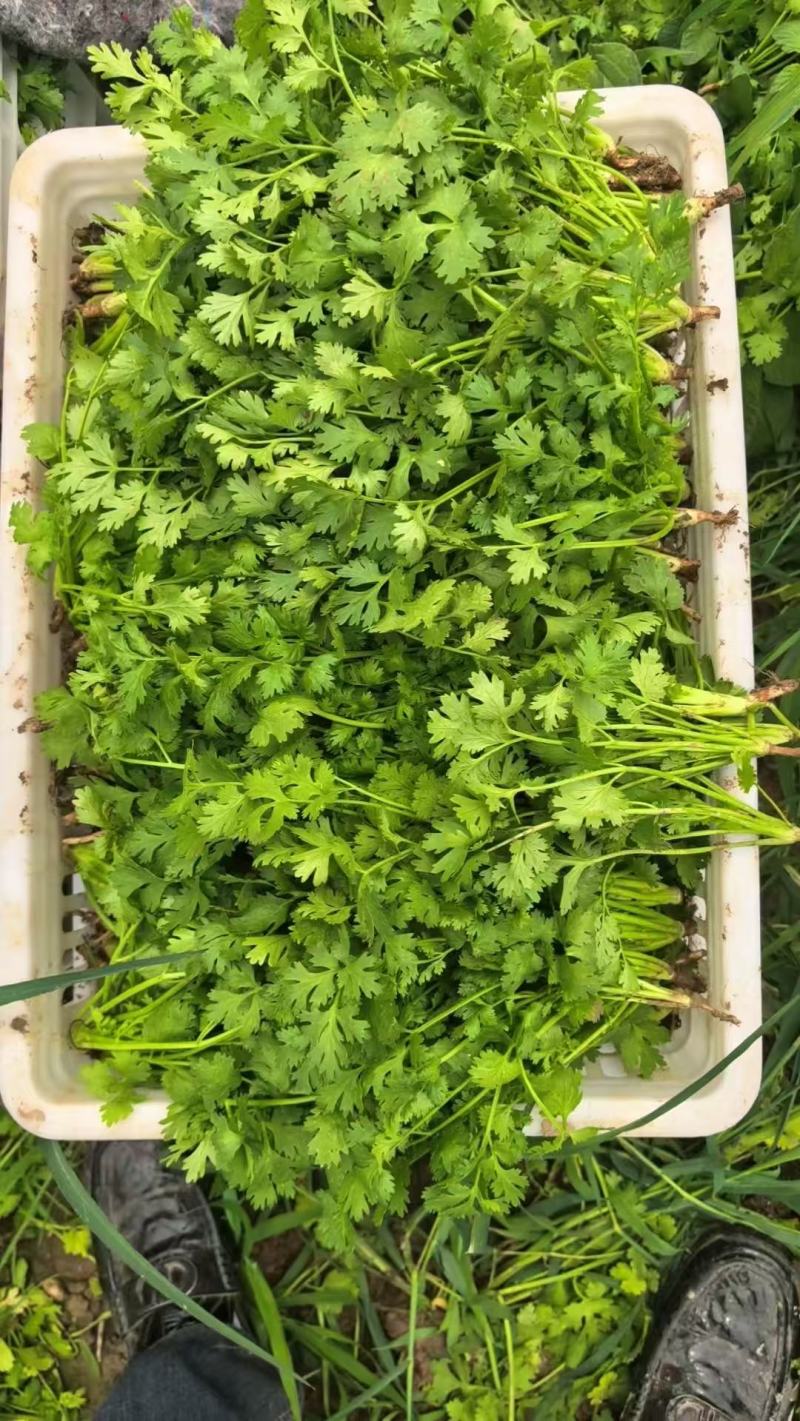 陕西大叶香菜基地直供质量保证货源充足量大优惠欢迎订购