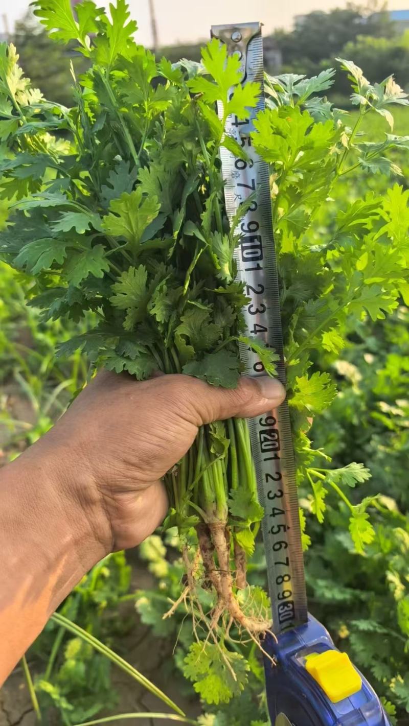 陕西大叶香菜基地直供质量保证货源充足量大优惠欢迎订购