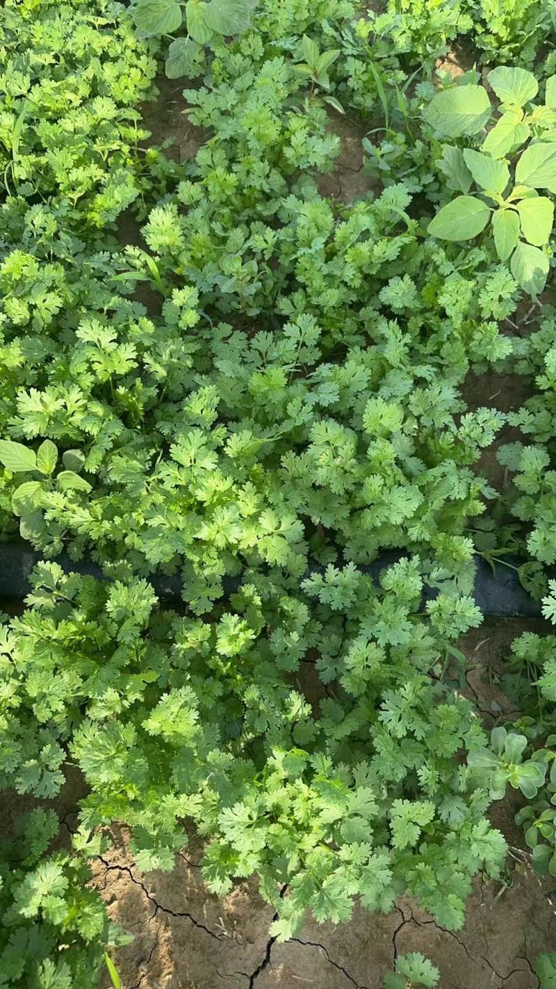 陕西大叶香菜基地直供质量保证货源充足量大优惠欢迎订购