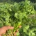 陕西大叶香菜基地直供质量保证货源充足量大优惠欢迎订购