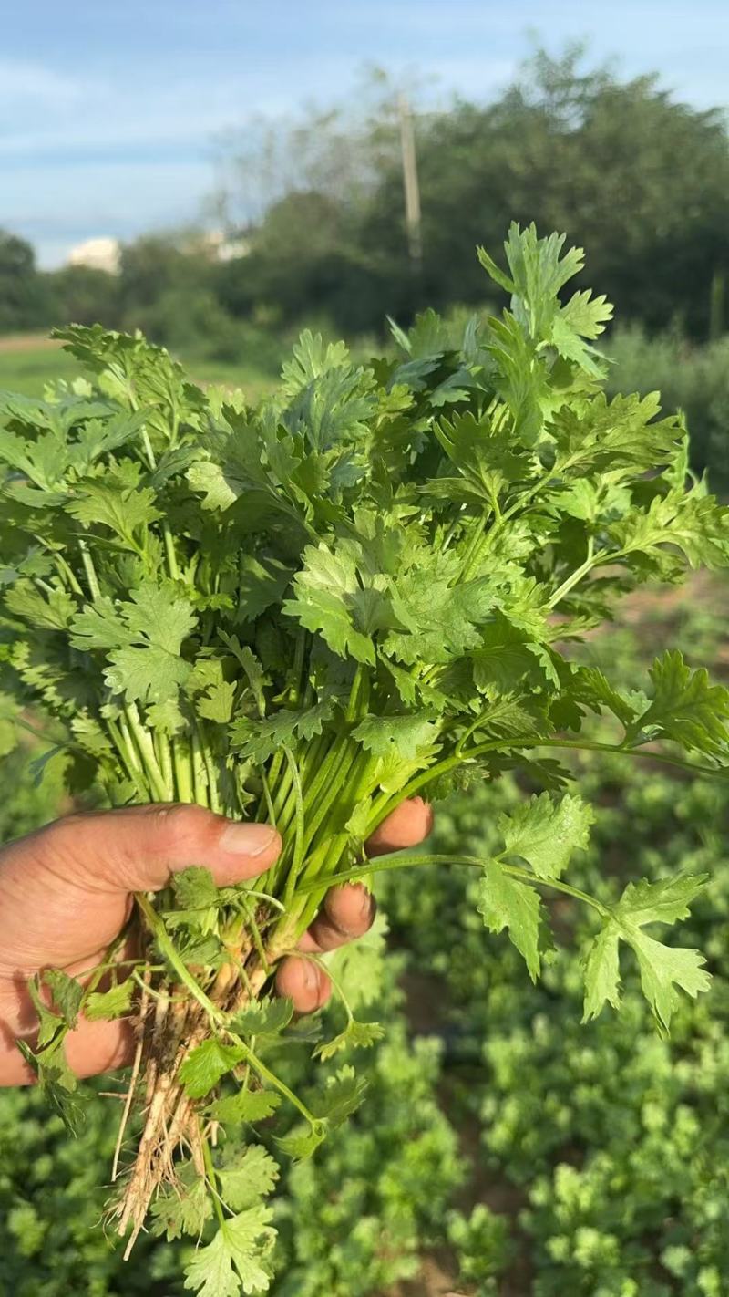 陕西大叶香菜基地直供质量保证货源充足量大优惠欢迎订购