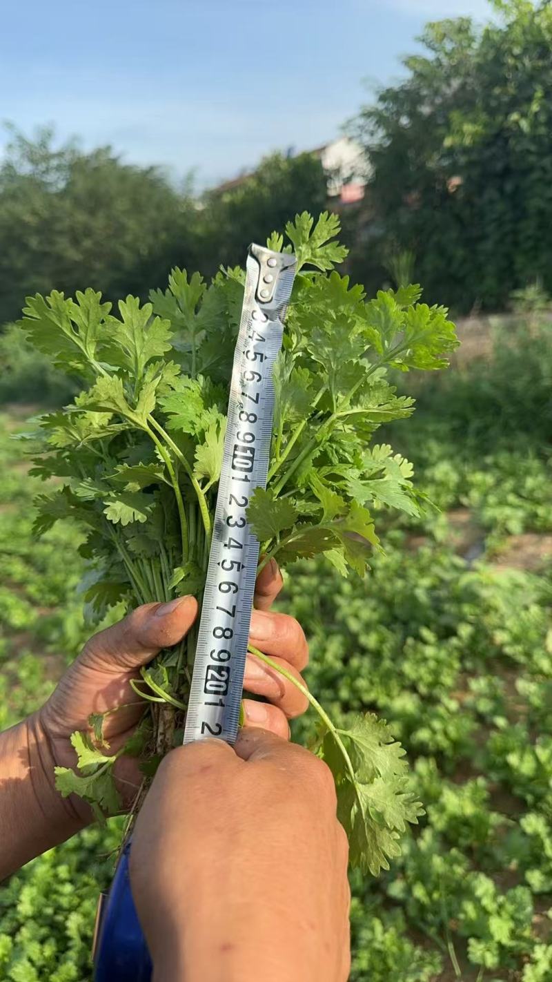 陕西大叶香菜基地直供质量保证货源充足量大优惠欢迎订购
