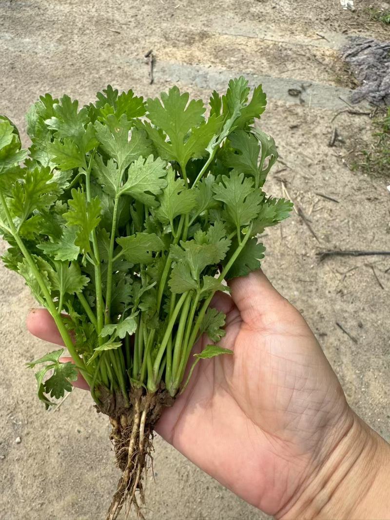 陕西大叶香菜基地直供质量保证货源充足量大优惠欢迎订购