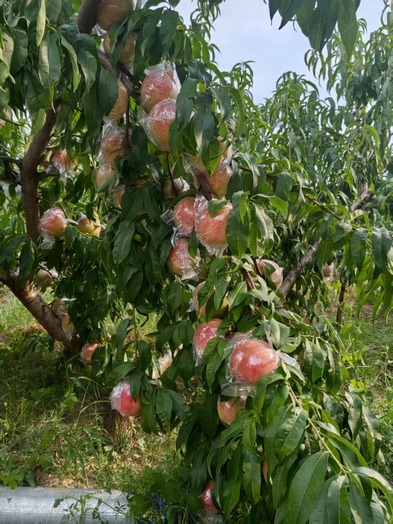 秦王桃秦王毛桃膜袋桃基地一手货源全国发货可视频