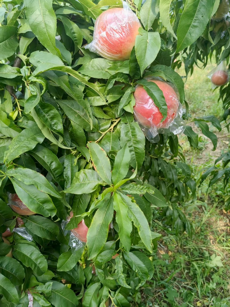 秦王桃秦王毛桃膜袋桃基地一手货源全国发货可视频