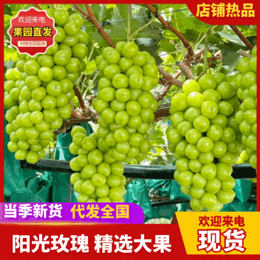 夏邑精品阳光玫瑰新鲜现货葡萄大量上市一手货源量大从优