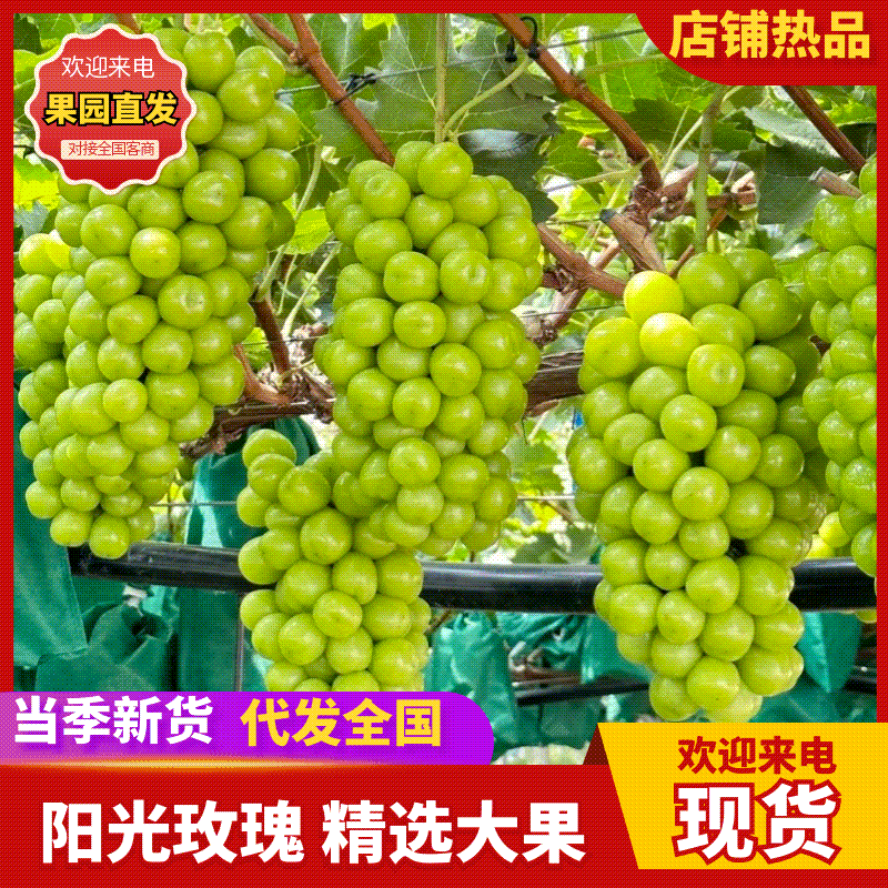 夏邑精品阳光玫瑰新鲜现货葡萄大量上市一手货源量大从优