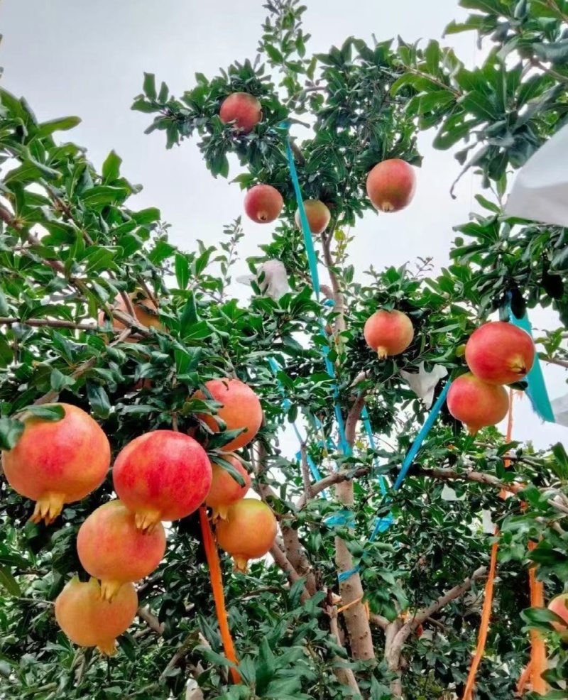 突尼斯软籽石榴，一件代发，对接电商供应链，可长期稳定供货