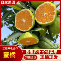 【实力】早熟蜜桔云南产区直发保质保量供货