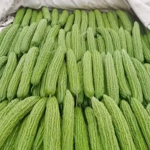 山东苦瓜油苦瓜产地大量供应，品质高口感好价格低，实力代办