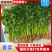 河北大叶香菜大量上市一手货源可对接电商市场商超欢迎询价