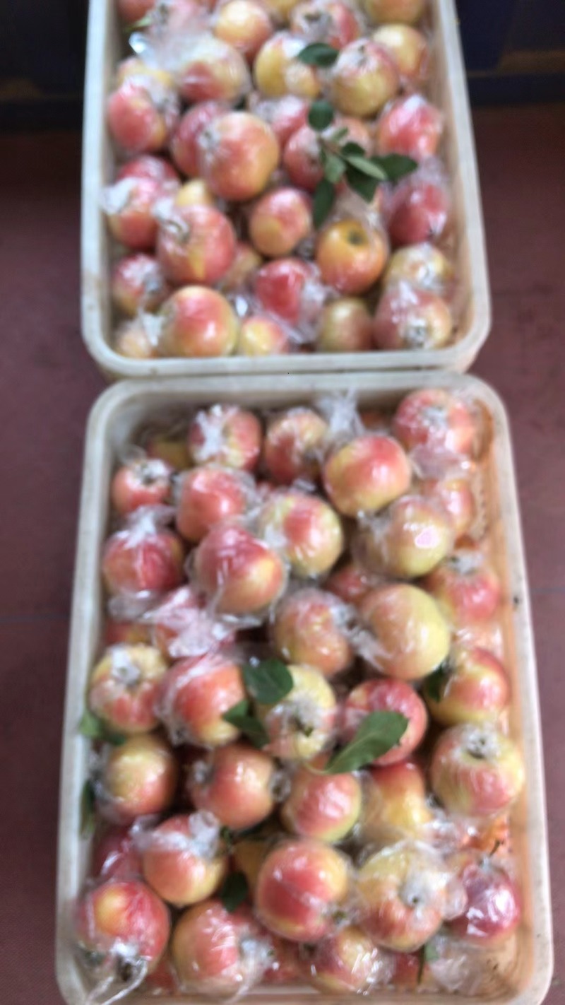 【热卖】嘎啦苹果基地直销保质保量价格优惠一手货源