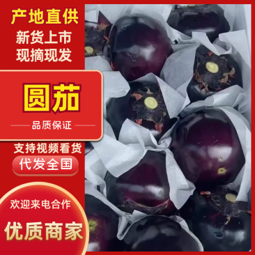圆茄品质保证服务周到产地直发价格美丽