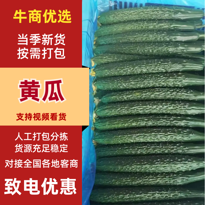 密刺黄瓜品质保证服务周到产地直发