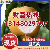 圆黄梨/果肉无渣适合鲜食/性价比高/支持批量预订/欢迎来电