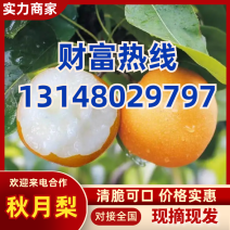 产地直发秋月梨/皮滑品相好/耐运输不易损耗/采购商欢迎洽谈​