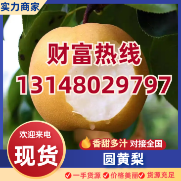 圆黄梨大量供应对联全国市场商超电商社区团购来电洽谈