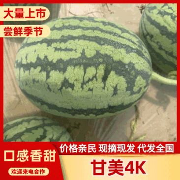 内蒙古精品台农甘美4K西瓜甘甜可口量大从优