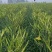 河南千亩黄花菜基地直销量大质优价格优惠欢迎咨询采购